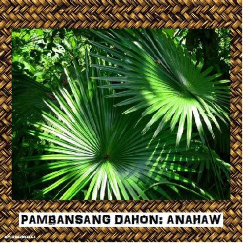 pambansang dahon ng pilipinas|Anahaw .